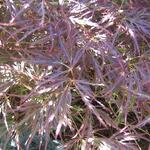 Acer palmatum 'Garnet' - Japanse esdoorn