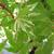 Acer palmatum 'Kasen-nishiki'