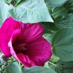 Hibiscus moscheutos Newbiscus ‘Mauvelous’ - Altheastruik