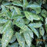 Aucuba japonica 'Crotonifolia' - Broodboom - Aucuba japonica 'Crotonifolia'