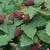 Rubus fruticosus idaeus 'Tayberry'