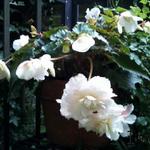 Begonia odorata 'Apple Blush' - Hangbegonia