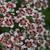 Saxifraga cotyledon 'Southside Seedling'