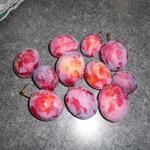 Pruimelaar - Prunus domestica  'Queen Victoria'