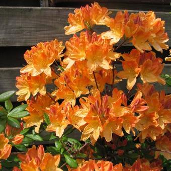 Rhododendron 'Frans van der Bom'