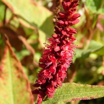 Persicaria amplexicaulis 'Blackfield'