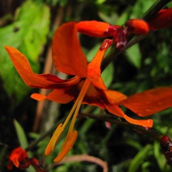 Crocosmia masoniorum