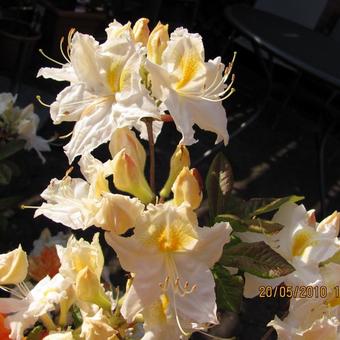 Rhododendron 'Ballerina'