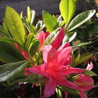 Rhododendron viscosum 'Jolie Madame'