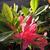Rhododendron viscosum 'Jolie Madame'