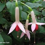 Fuchsia 'Waternymph' - Bellenplant