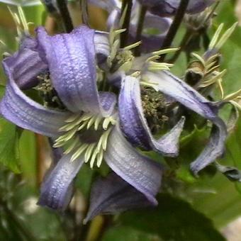 Clematis heracleifolia ‘Purple Princess’