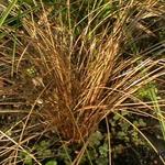 Carex 'Bronze Reflection' - Zegge