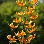 Lilium hansonii - Turkse lelie