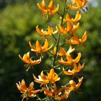 Lilium hansonii