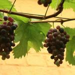 Vitis vinifera 'Frankenthaler' - Druif - Vitis vinifera 'Frankenthaler'