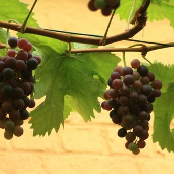 Vitis vinifera 'Frankenthaler'