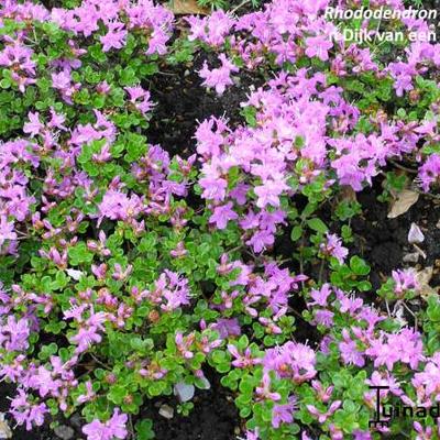 Dwergrododendron, Alpenroos - Rhododendron impeditum 'Gristede'