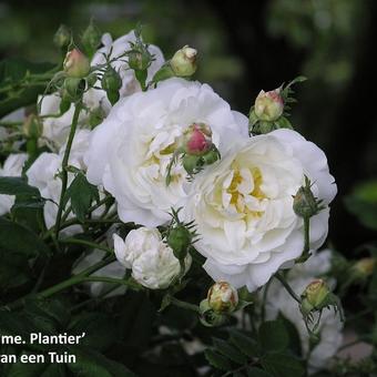 Rosa 'Mme Plantier'