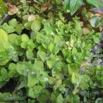 Hypericum elodes - Moerashertshooi - Hypericum elodes