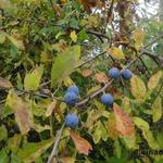 Prunus spinosa - Sleedoorn