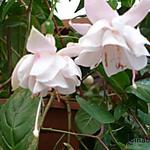 Fuchsia 'White Galore' - Bellenplant