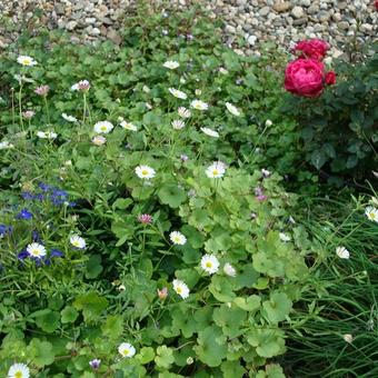 Erigeron karvinskianus