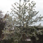 Prunus avium 'Early Rivers' - Kerselaar, Kersenboom
