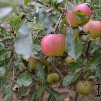 Appel - Malus domestica 'Cox's Orange Pippin'