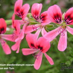 Pelargonium 'Blandfordianum Roseum' - Geranium