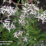 Pelargonium carnosum - Geranium
