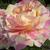 Rosa 'Claude Monet'
