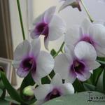 Dendrobium - Orchidee