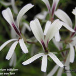 Pelargonium trifidum - Geranium