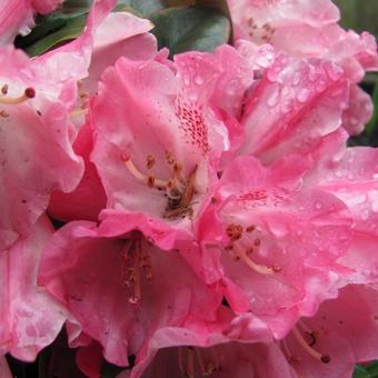 Rhododendron Yakushimanum 'Marlis'