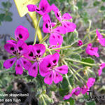 Pelargonium echinatum 'Miss Stapleton' - Geranium