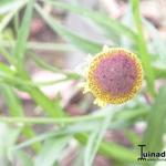 Helenium puberulum 'Autumn Lollipop' - Zonnekruid