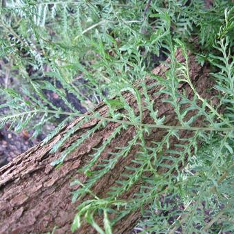 Dryopteris filix-mas 'Linearis Polydactyla