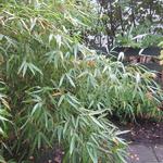 Bamboe - Fargesia rufa