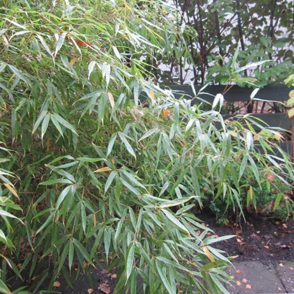 Bamboe - Fargesia - Siergrassen - Planten online kopen | Tuinadvies