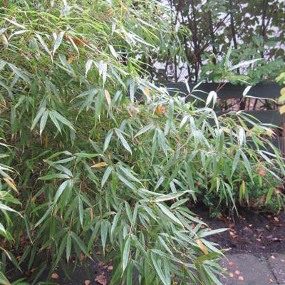 Fargesia rufa - Bamboe
