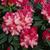 Rhododendron yakushimanum 'Anilin'