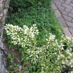 Ligustrum japonicum 'Texanum' - Liguster