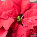 Euphorbia pulcherrima - Kerstster