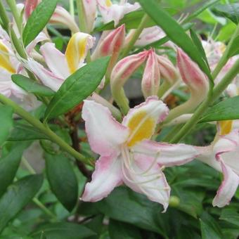 Rhododendron 'Tri-Lights'