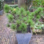 Pinus nigra pygmaea - Grove den
