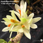 Dendrobium bracteosum - Orchidee
