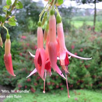 Fuchsia 'Mrs. W. Rundle'