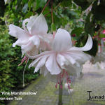 Fuchsia 'Pink Marshmallow' - Bellenplant