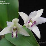 Eria coronaria - Orchidee
